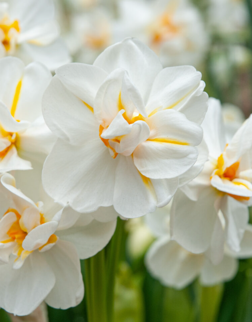 SIR WINSTON CHURCHILL - DAFFODIL (10 Bulbs)