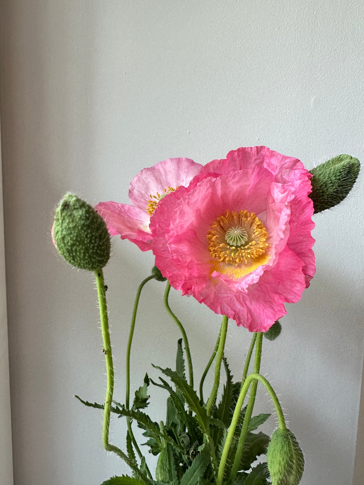 FREE DELIVERY MONDAY BOUQUET