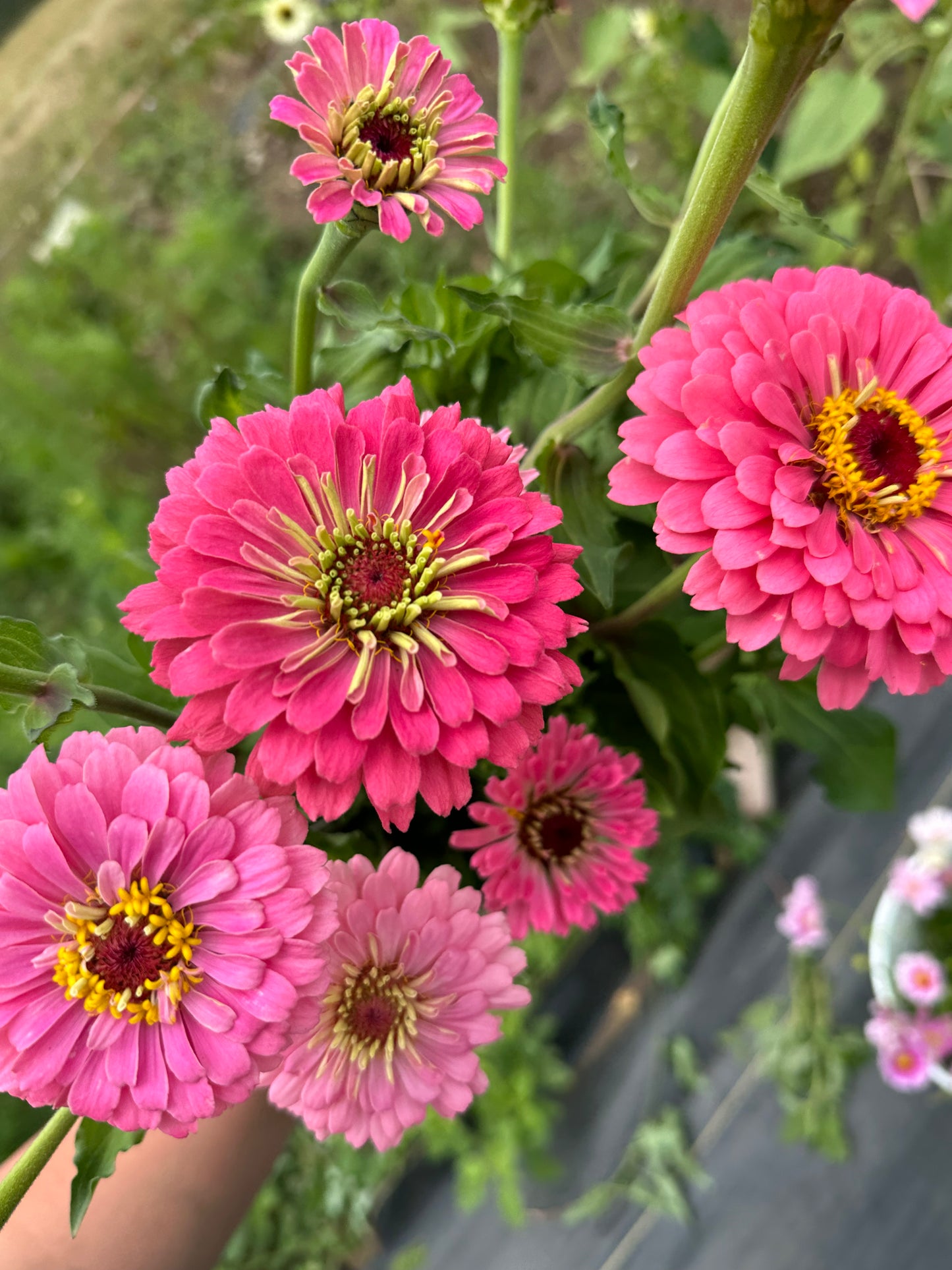 FLORAL SUBSCRIPTION *DELIVERY*