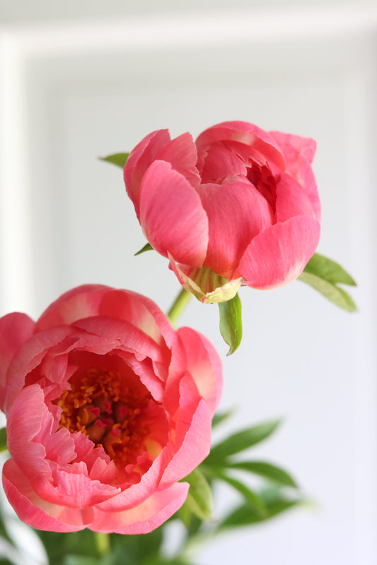 CORAL CHARM PEONY (1 Bareroot 3/5 eye)