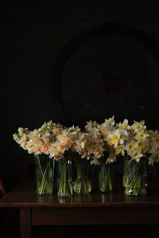 Daffodil & Tulip arrangements - Pre-order