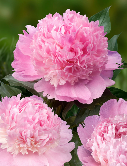 ALERTIE PEONY (1 bareroot 3/5 eye)