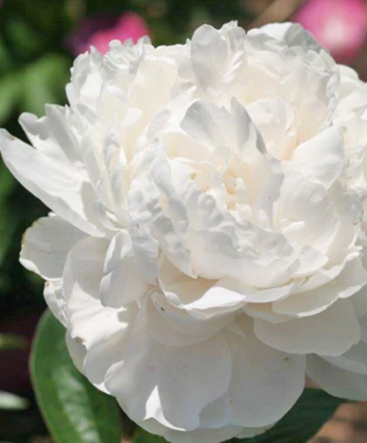 CLASS ACT PEONY (1 Bareroot 3/5 eye)