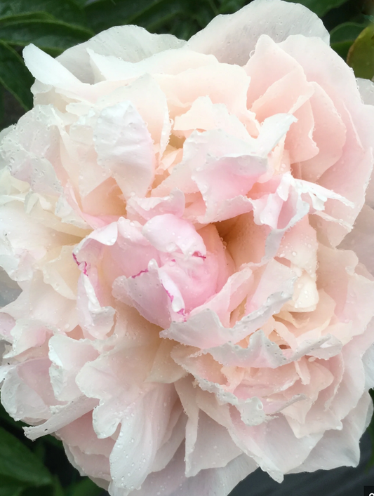 MOTHER'S CHOICE PEONY (1 Bareroot 3/5 eye)