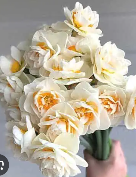 MAMMOUTH MOUNTAIN - DAFFODIL (10 bulbs)