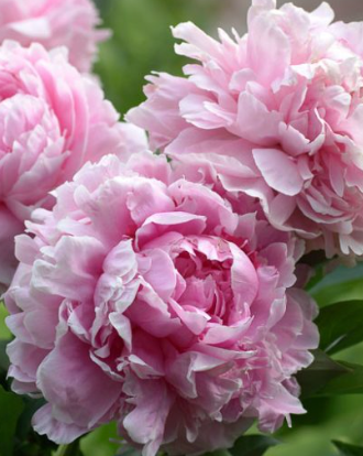 SARAH BERNHARDT PEONY - (1 bareroot 3/5 eye)
