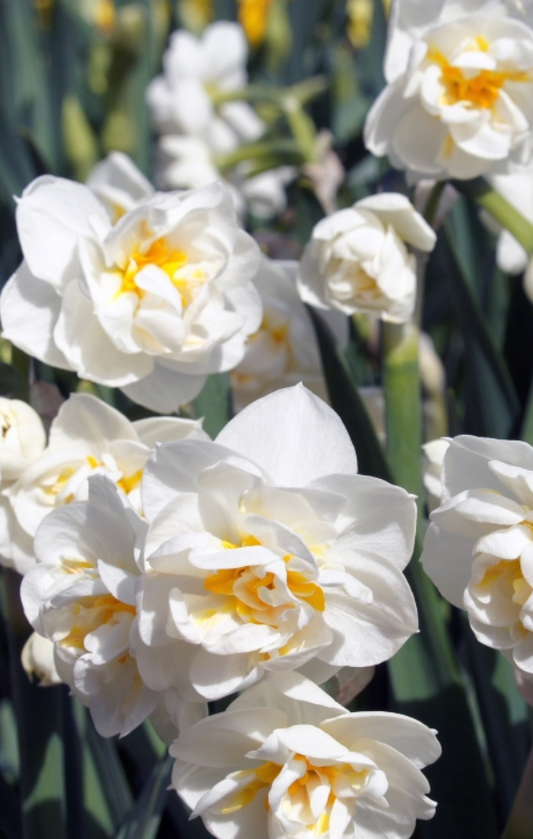 BRIDAL CROWN - DAFFODIL (10 bulbs)