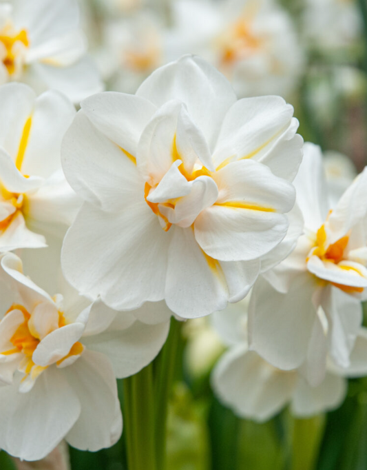 SIR WINSTON CHURCHILL - DAFFODIL (10 Bulbs)